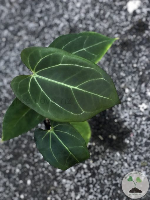 Anthurium Dressleri X Besseae