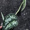 Variegated Scindapsus Mayari