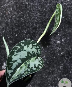 Variegated Scindapsus Mayari