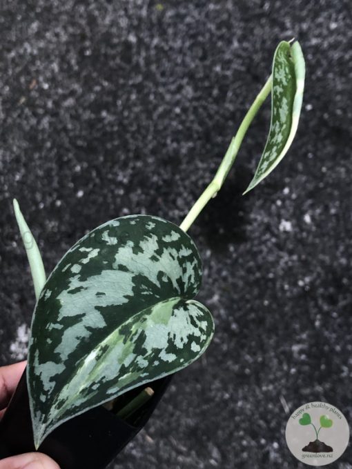 Variegated Scindapsus Mayari