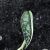 Variegated Scindapsus Mayari