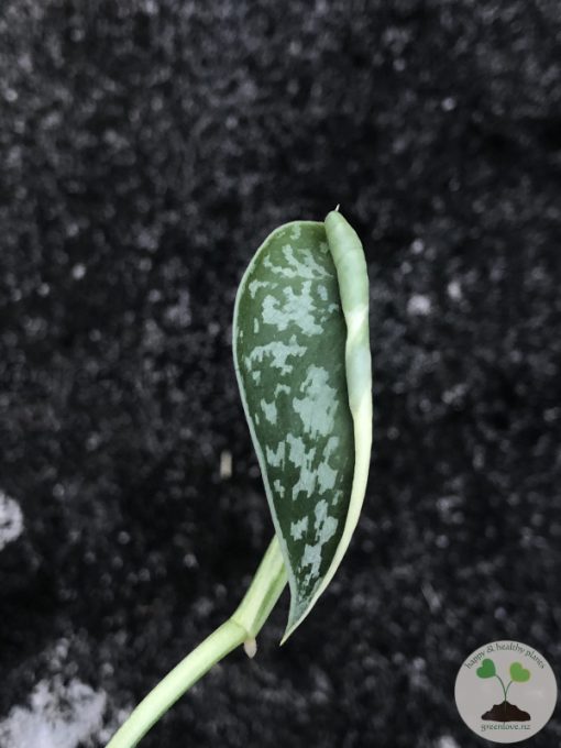 Variegated Scindapsus Mayari