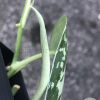 Variegated Scindapsus Mayari