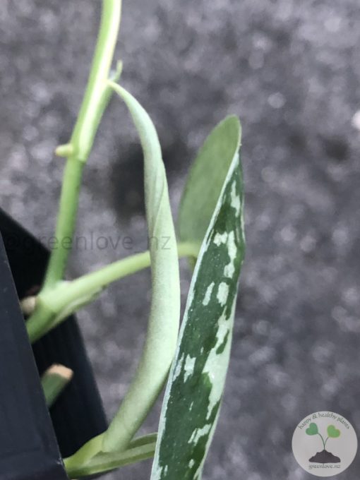 Variegated Scindapsus Mayari