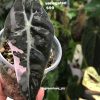 Alocasia Amazonica Pink Variegated