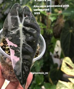 amazonica_pink Alocasia Amazonica Pink Variegated