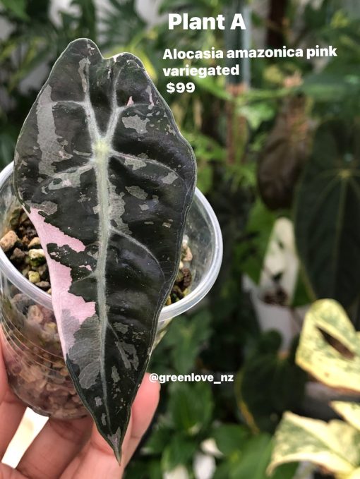 Alocasia Amazonica Pink Variegated