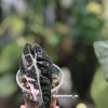 Alocasia Amazonica Pink Variegated