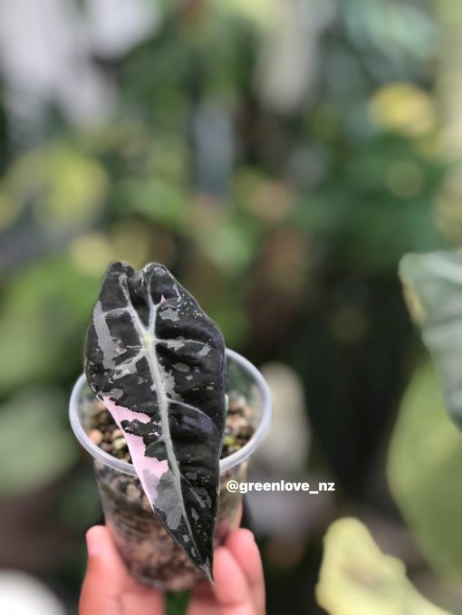 Alocasia Amazonica Pink Variegated