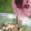 Alocasia Amazonica Pink Variegated
