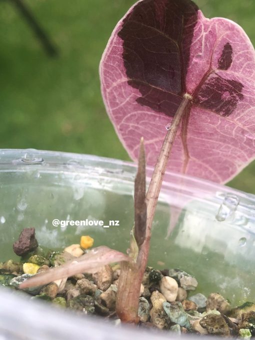 Alocasia Amazonica Pink Variegated