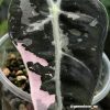 Alocasia Amazonica Pink Variegated