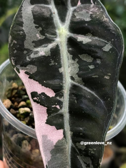 Alocasia Amazonica Pink Variegated