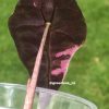 Alocasia Amazonica Pink Variegated