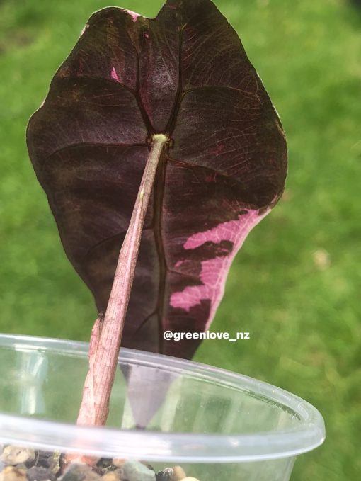 Alocasia Amazonica Pink Variegated