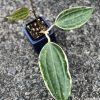 Hoya Latifolia Albo
