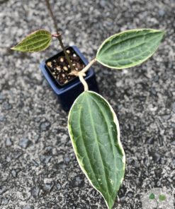 Hoya Latifolia Albo