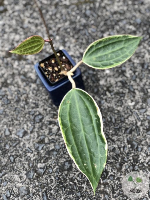 Hoya Latifolia Albo