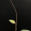 Hoya Latifolia Albo
