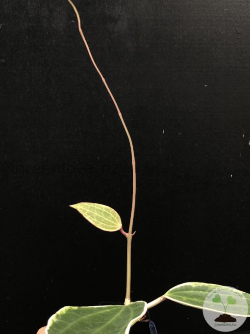 Hoya Latifolia Albo