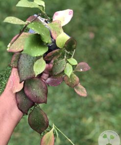 Hoya anulata