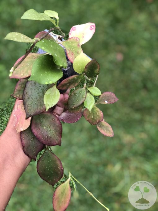 Hoya anulata
