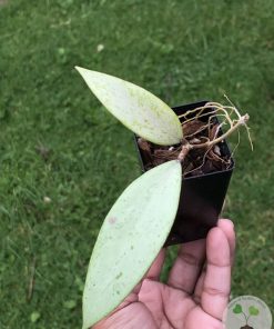 Hoya Snow Cui Silver
