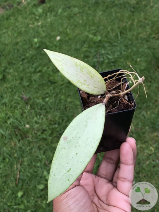 Hoya Snow Cui Silver