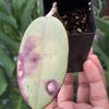 Hoya Silver dollar MB1405-AG