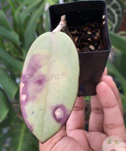 Hoya Silver dollar MB1405-AG