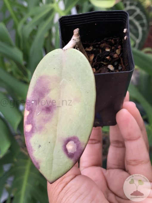 Hoya Silver dollar MB1405-AG