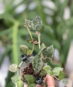 Hoya krohniana 'Eskimo'