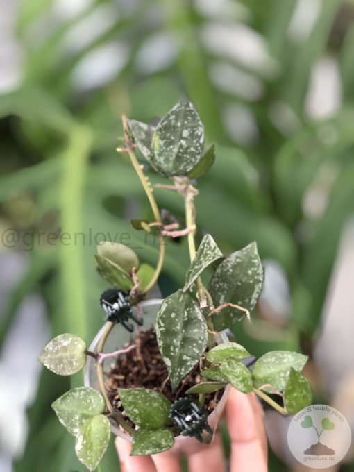 Hoya krohniana 'Eskimo'