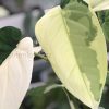 Variegated Chiapense - 6th leaf unfurling