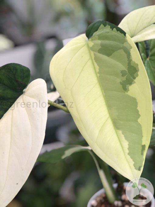 Variegated Chiapense - 6th leaf unfurling