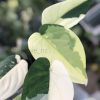 Variegated Chiapense - 6th leaf unfurling