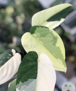 Variegated Chiapense - 6th leaf unfurling