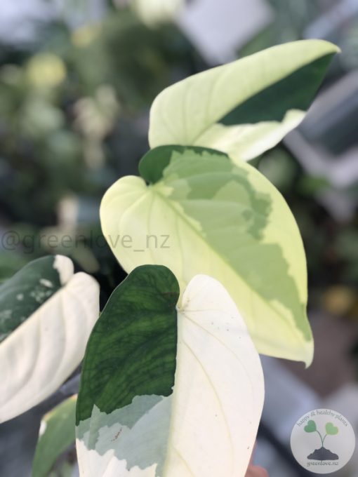 Variegated Chiapense - 6th leaf unfurling