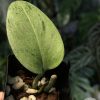 Rare Scindapsus moonlight mint variegata