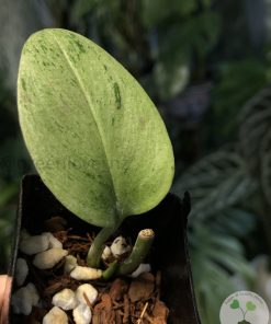 Rare Scindapsus moonlight mint variegata