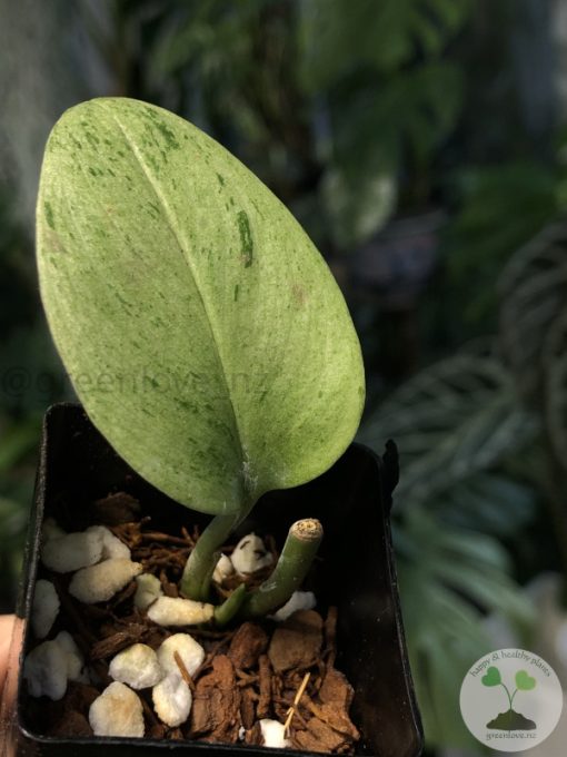 Rare Scindapsus moonlight mint variegata