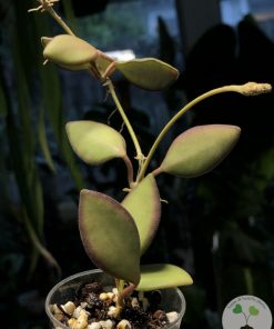 Hoya sp. aff. burtoniae