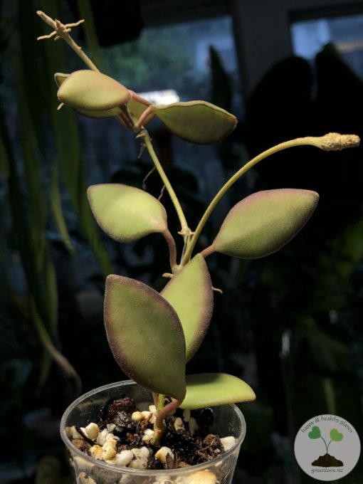 Hoya sp. aff. burtoniae