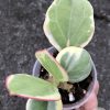 Hoya pachyclada albo