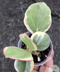 Hoya pachyclada albo