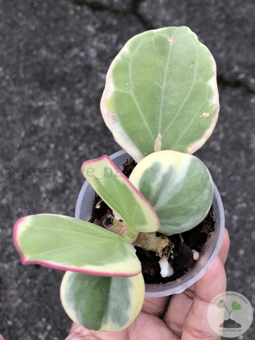 Hoya pachyclada albo