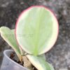 Hoya pachyclada albo