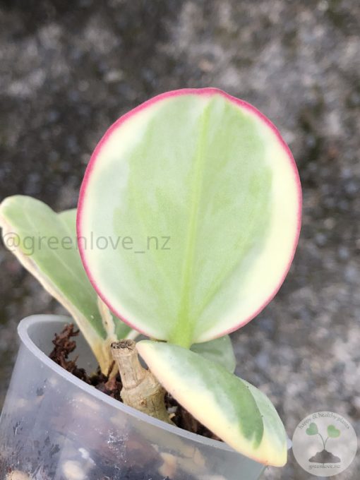 Hoya pachyclada albo