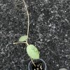 Hoya Silver dollar MB1405-AG with two peduncles