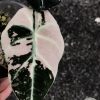 Alocasia Black Velvet Pink Variegated